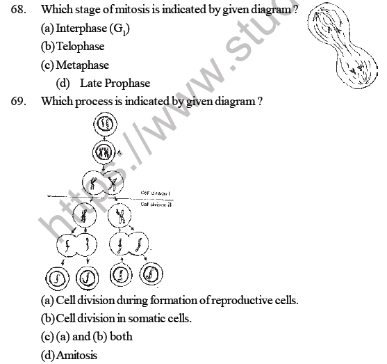 NEET Biology Cell Cycle MCQs Set A, Multiple Choice Questions for Cell Cycle